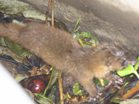 ꌁi�������j