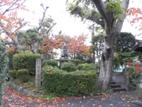 �����Ɨ�