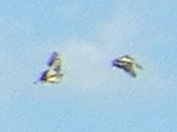 ���q�� �h���R