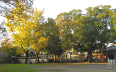 �~�~�C�x���̖��_��