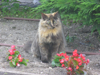 �C���O���b�V���K�[�f�� �L