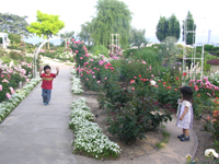 �C���O���b�V���K�[�f�� �K�N