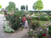 �C���O���b�V���K�[�f�� �K�N