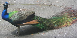 �O�䎛 �E��