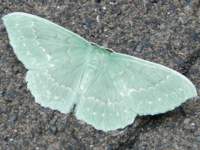 �I�I�V���I�r�A�I�V���N