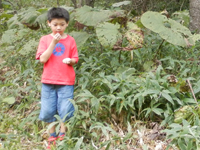 �R���|�b�N�� �t�L�̗t����