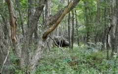 �E�g�i�C�� �N�}