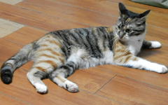 �����܂���� �O�єL