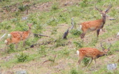 �k�C�� ��