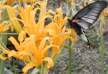 �V���E�L�Y�C�Z��