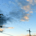 ���� �J���X�̑�Q