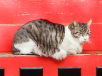 �����牮���K