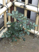 �`�͏��̕�